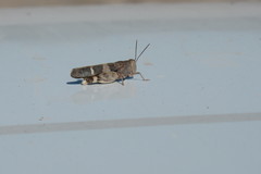 Leprus