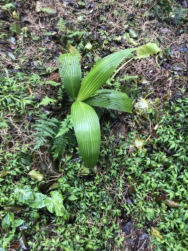 Setaria palmifolia
