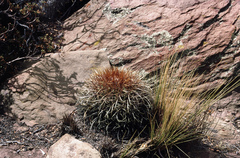 Parodia maassii