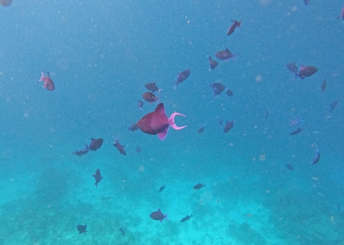 Black-bodied triggerfish (Odonus niger) — Balistidae
