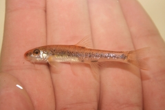 Coosa Chub photo 2