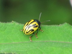 Leptinotarsa flavitarsis