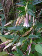 Tripterospermum luzonense