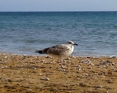 Larus michahellis