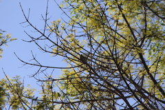 Haemorhous mexicanus