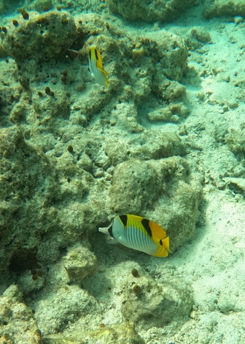 Blackwedged butterflyfish (Chaetodon falcula) — Chaetodontidae