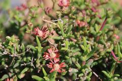 Mestoklema tuberosum