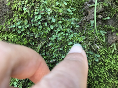 Targionia hypophylla