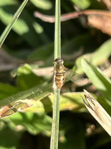 Unknown species found near Lillian St, Houston, TX, US