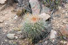 Parodia maassii