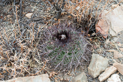 Parodia maassii