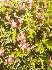 Mestoklema tuberosum