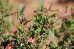 Mestoklema tuberosum