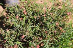 Mestoklema tuberosum