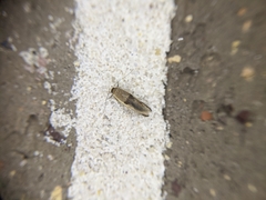 Stathmopoda megathyma