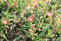 Mestoklema tuberosum