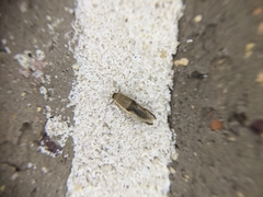 Stathmopoda megathyma