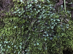 Targionia hypophylla