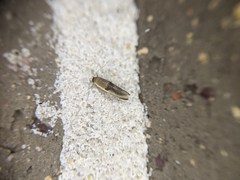 Stathmopoda megathyma