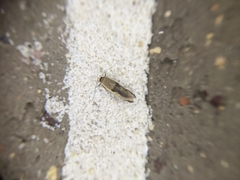 Stathmopoda megathyma