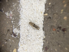 Stathmopoda megathyma