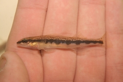 Muscadine Darter photo 1