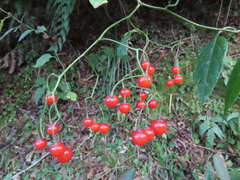 Solanum pittosporifolium