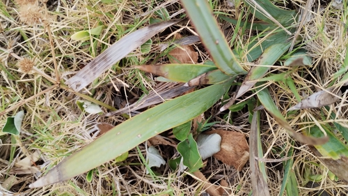 Sisyrinchium palmifolium, photograph 4