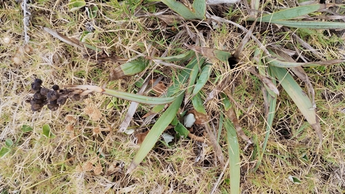 Sisyrinchium palmifolium, photograph 5