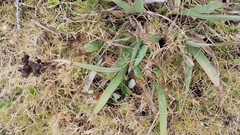 Sisyrinchium palmifolium, photograph (c) E Santos Ortega, some rights reserved (CC BY)