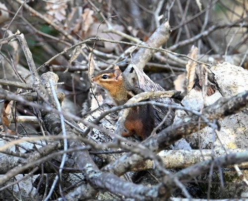 Eastern Chipmunk photographed in Louisiana