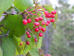Viburnum betulifolium