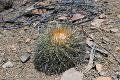 Parodia maassii