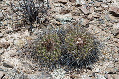 Parodia maassii