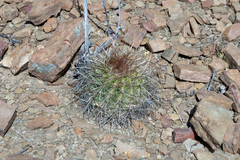 Parodia maassii