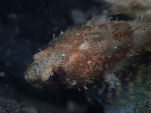 Plumose sculpin (Artedius harringtoni) — Cottidae — 5