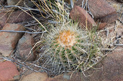 Parodia maassii