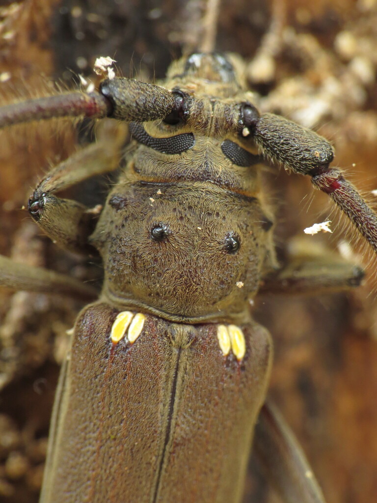 Pantomallus fuligineus