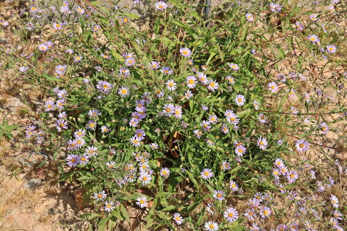 western aster (Symphyotrichum ascendens)