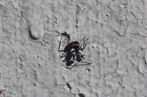 背视图图像 - 鐦鍆錒（锎钔锕）