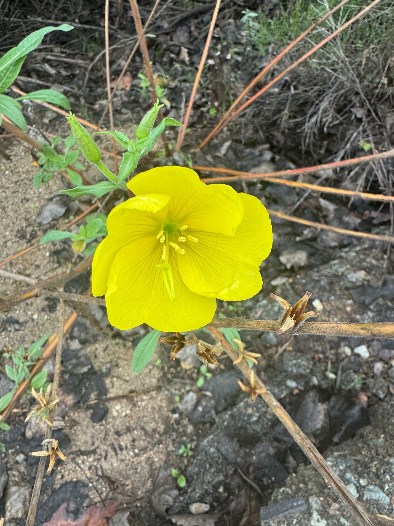 Tall evening primrose