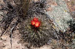 Parodia maassii