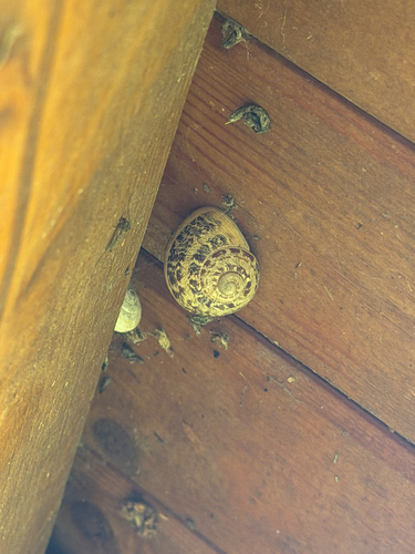 Cornu aspersum