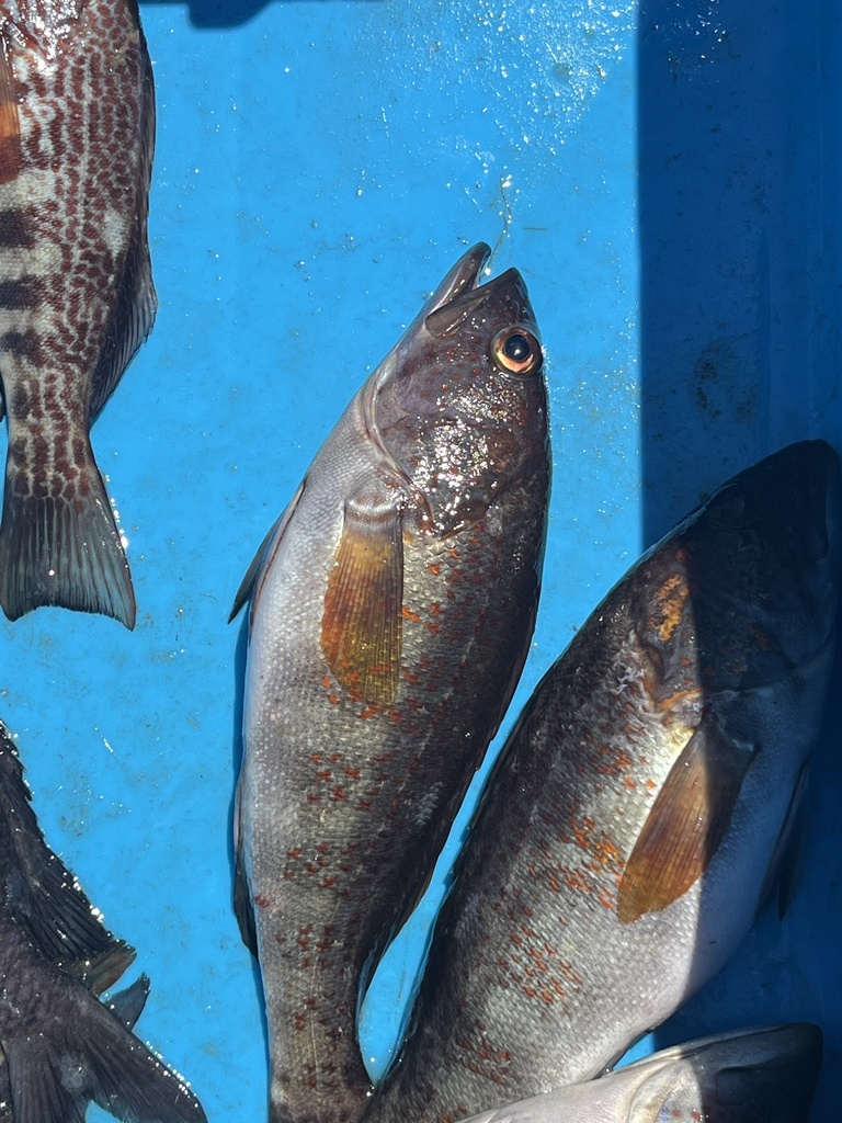 Peruvian rock seabass (Paralabrax humeralis) — Serranidae