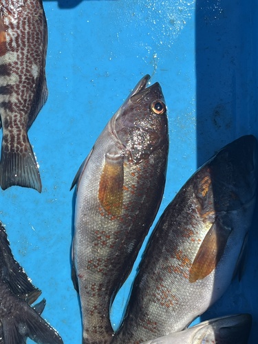 Peruvian rock seabass (Paralabrax humeralis) — Serranidae