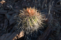 Parodia maassii
