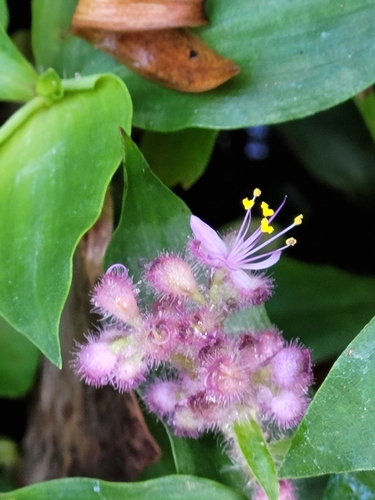 Floscopa scandens, photograph 3