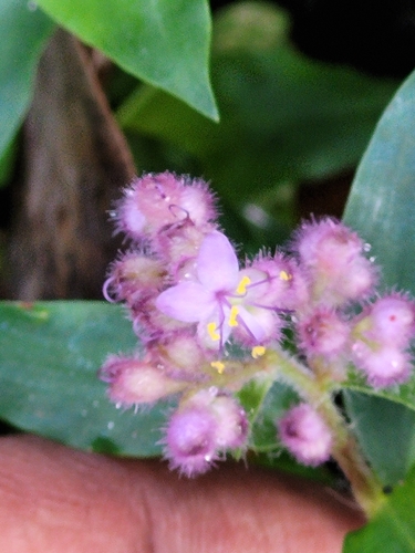 Floscopa scandens, photograph 4