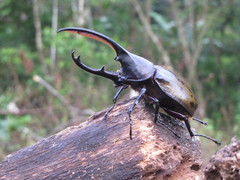 Dynastes septentrionalis