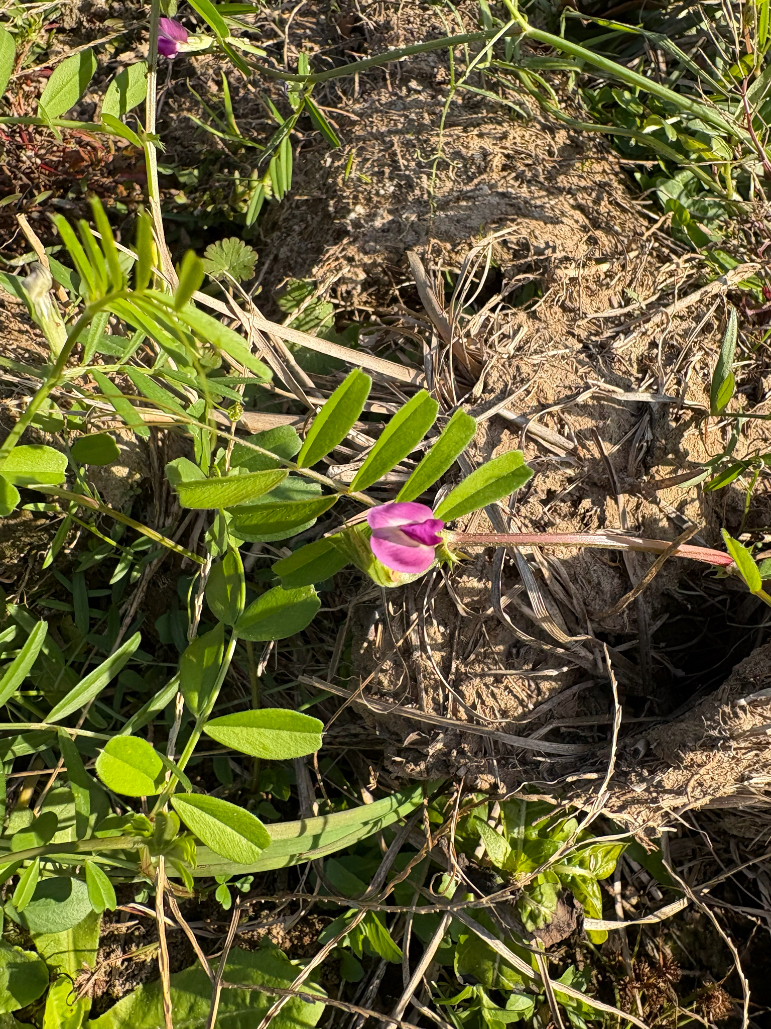 Common vetch